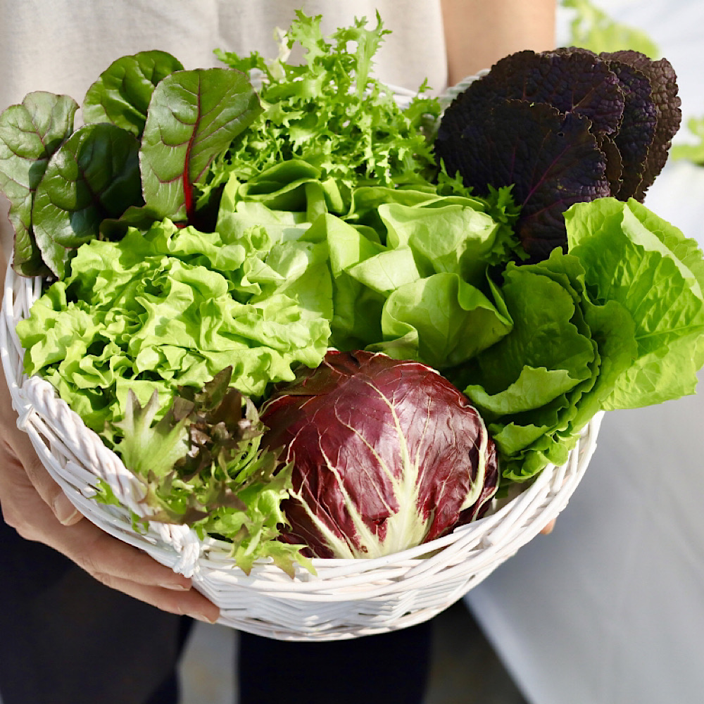 풀하우스농장 무농약 유럽종 치유샐러드 쌈채소 500g 1kg 당일수확 배송 - 상세 이미지 2