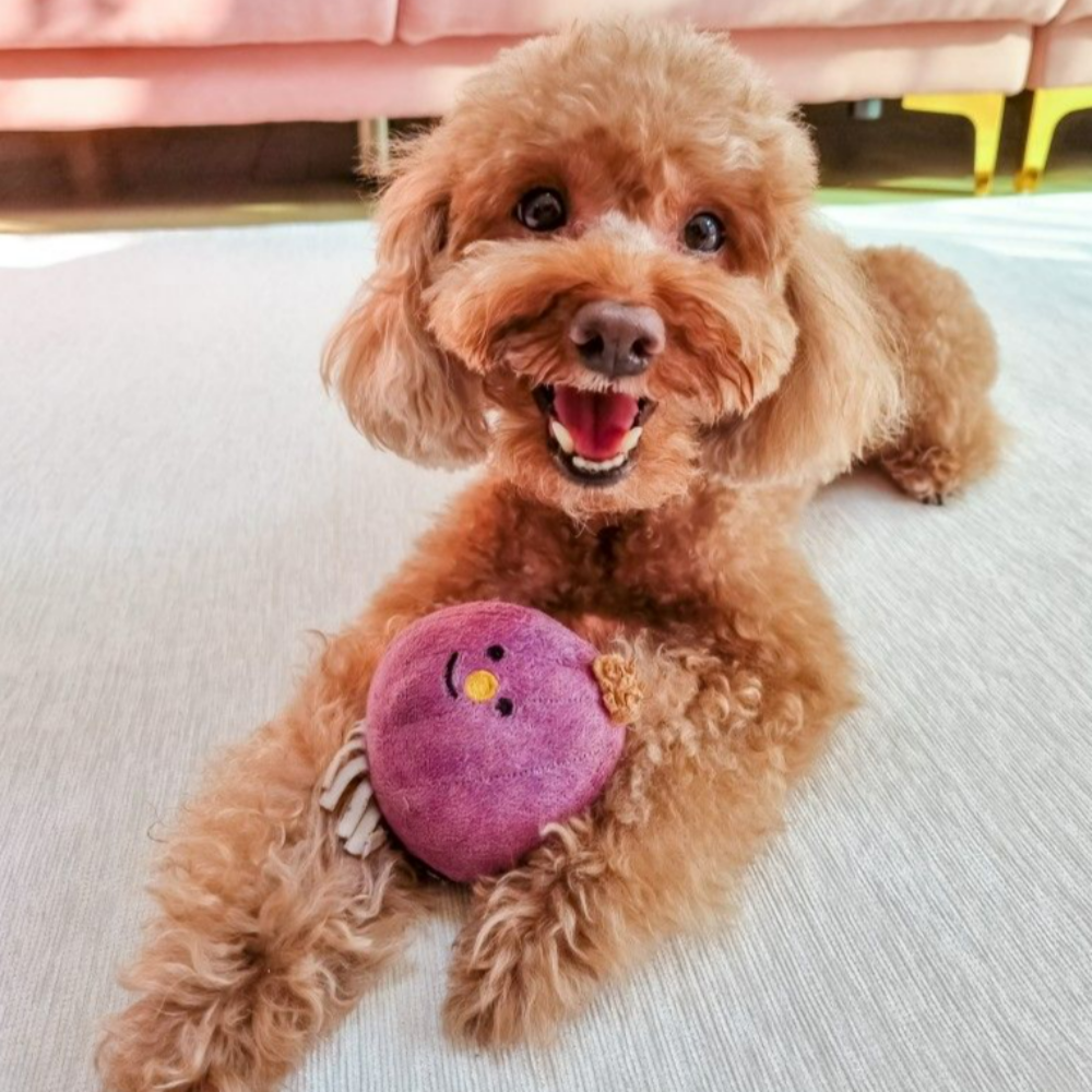 슬개골 댕댕러그 애견 펫 카페트 사계절 반려동물매트 생활방수 복도거실식탁 다용도 로미