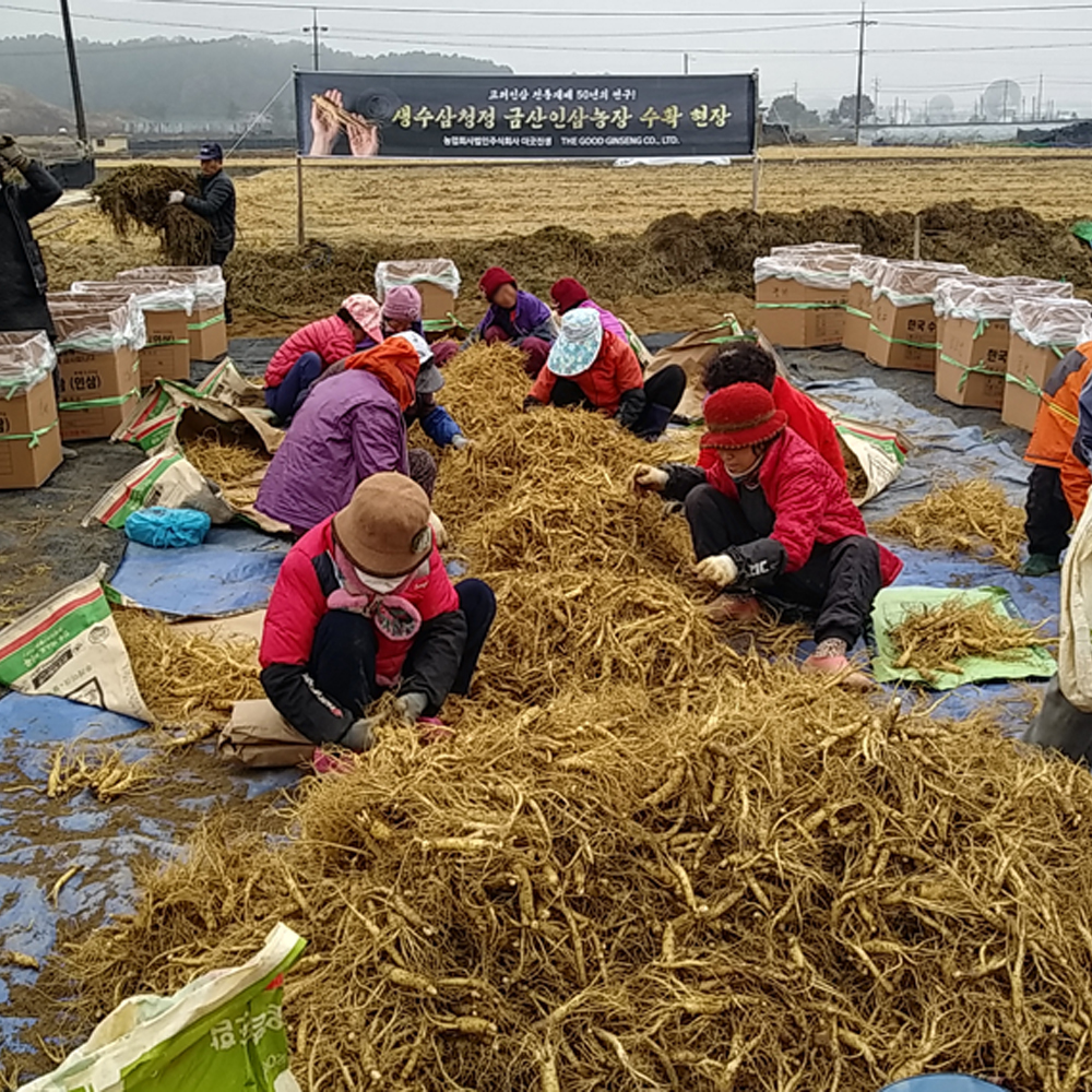 더굿진생 고려인삼 인삼선물세트 5호 수삼 6년근 명절 선물용인삼 : 생수삼청정