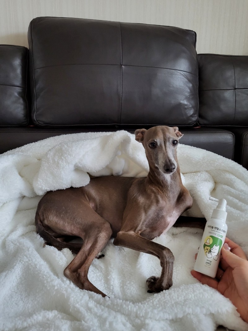 아인솝 강아지 고양이 입냄새 제거 뿌리는 치약 구강 덴탈 스프레이 100ml 이미지 4