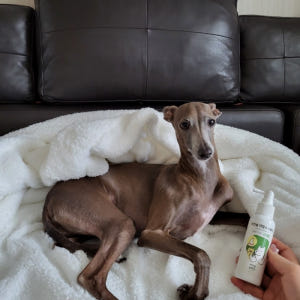 아인솝 강아지 고양이 입냄새 제거 뿌리는 치약 구강 덴탈 스프레이 100... 솔직 후기 | 실제 사용자 리뷰 총정리 - 상품 이미지 4