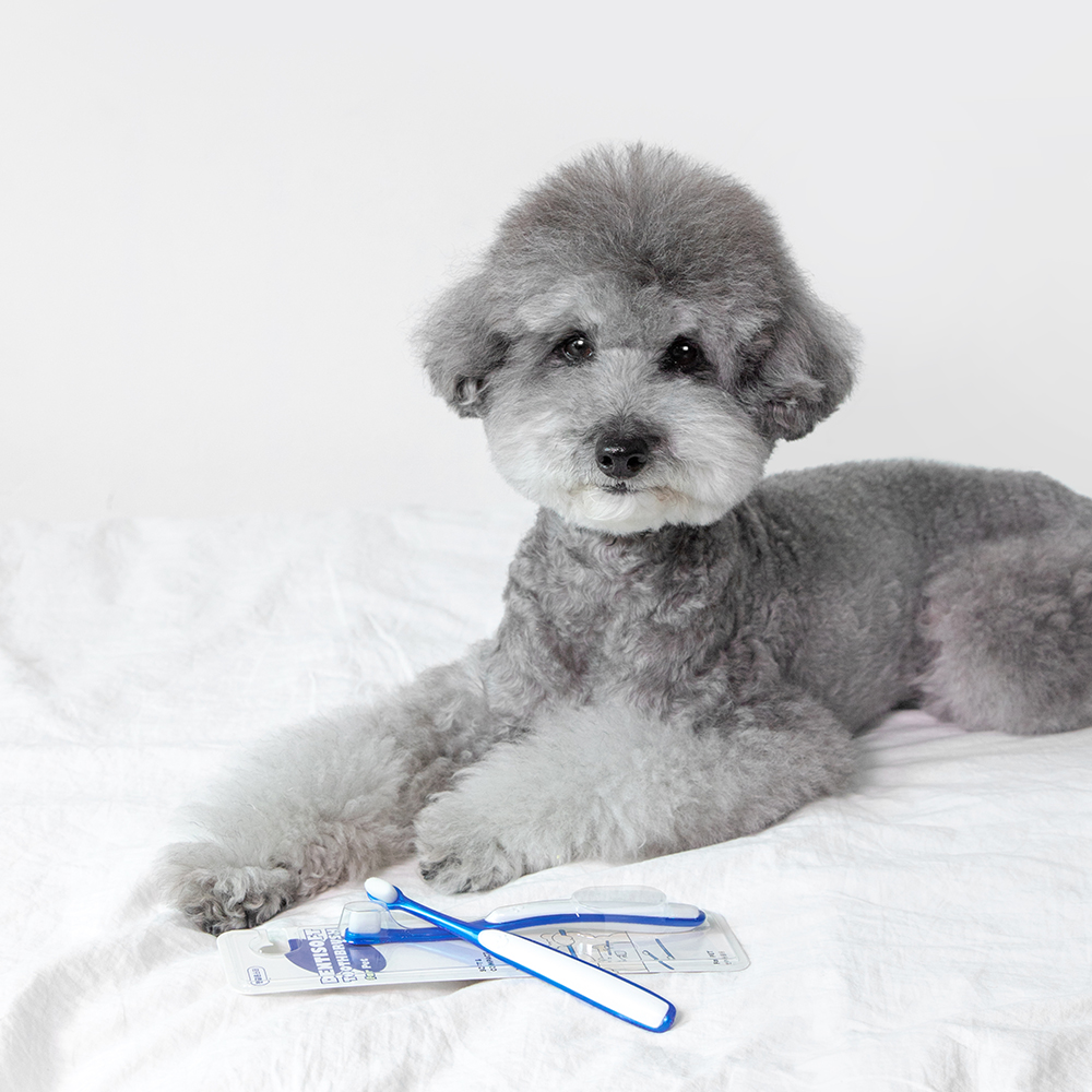 정글몬스터 덴티소프트 칫솔 M 1개입, 3개