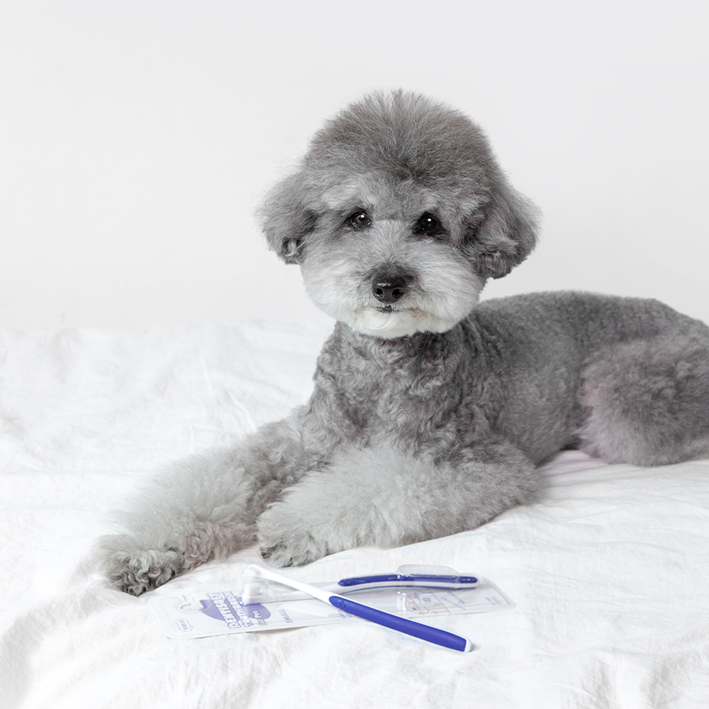 정글몬스터 덴티포인트 칫솔 P 1개입, 3개