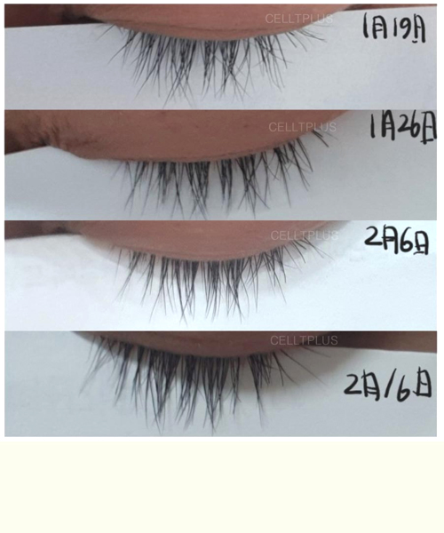 더블펩티 속눈썹영양제 눈썹 에센스 앰플 아이래쉬세럼 14ml 이미지 3