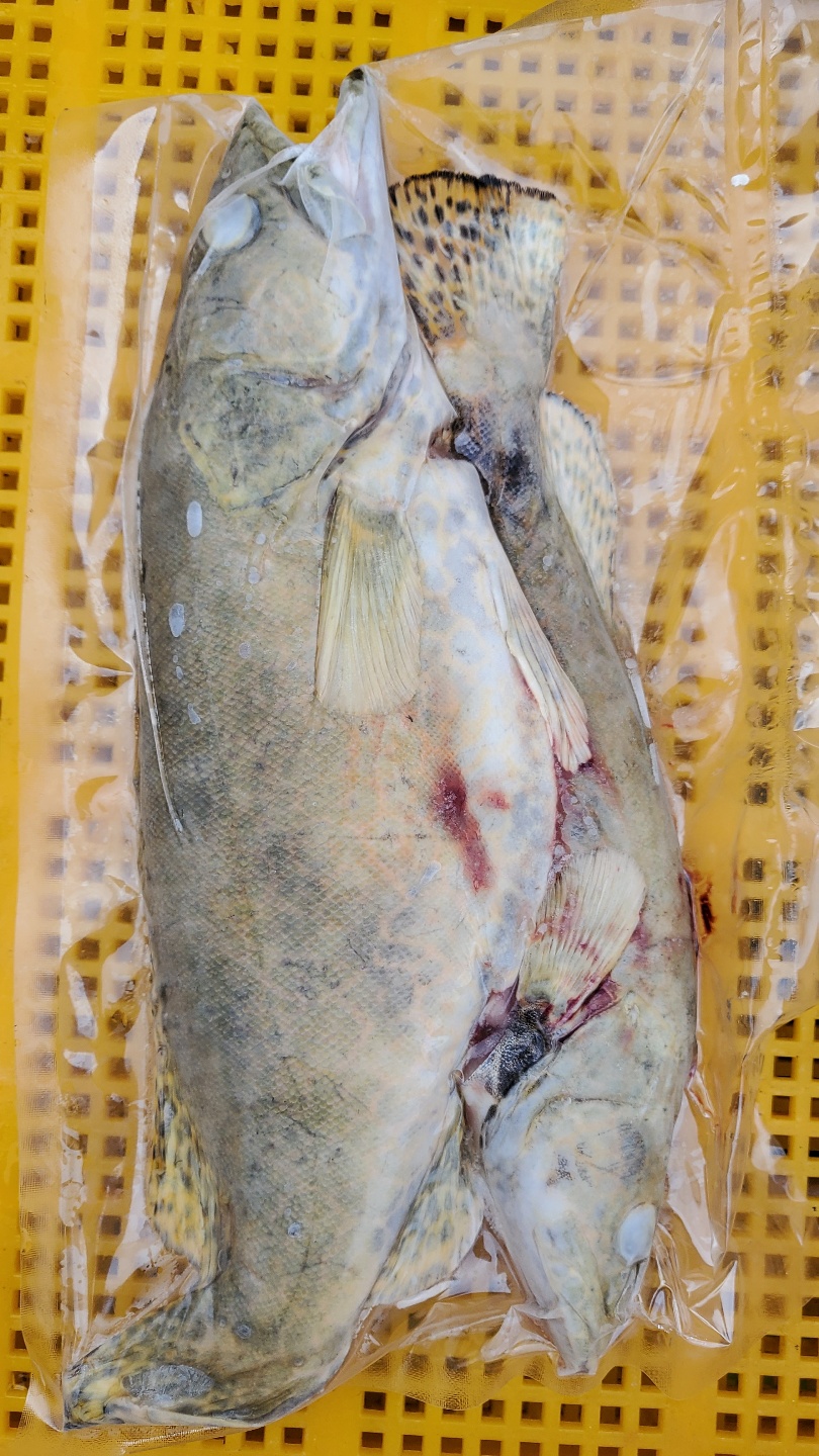 손질 쏘가리 1kg 국내산 신선한 내동 - 상세 이미지 2