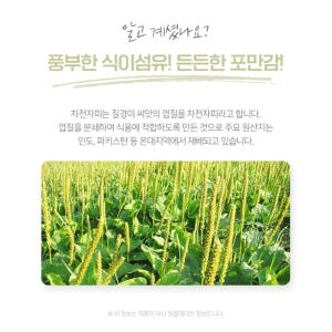 차전자피 분말 250g 인도산 가루 식이섬유 무기질 질경이 씨앗껍질 샐러... 맛있게 먹은 솔직 후기 - 상품 이미지 3