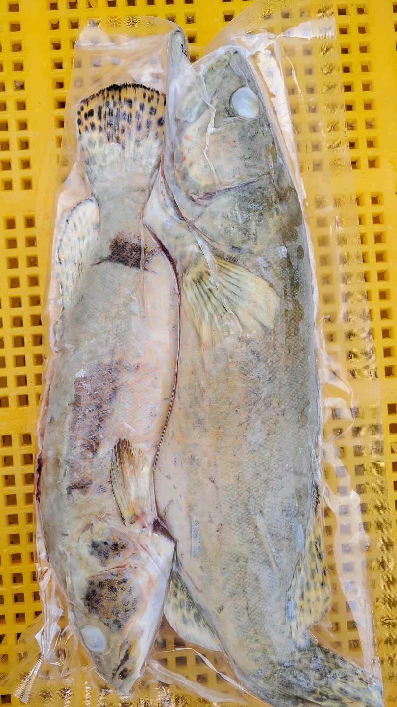 손질 쏘가리 1kg 국내산 신선한 내동 - 상품 이미지