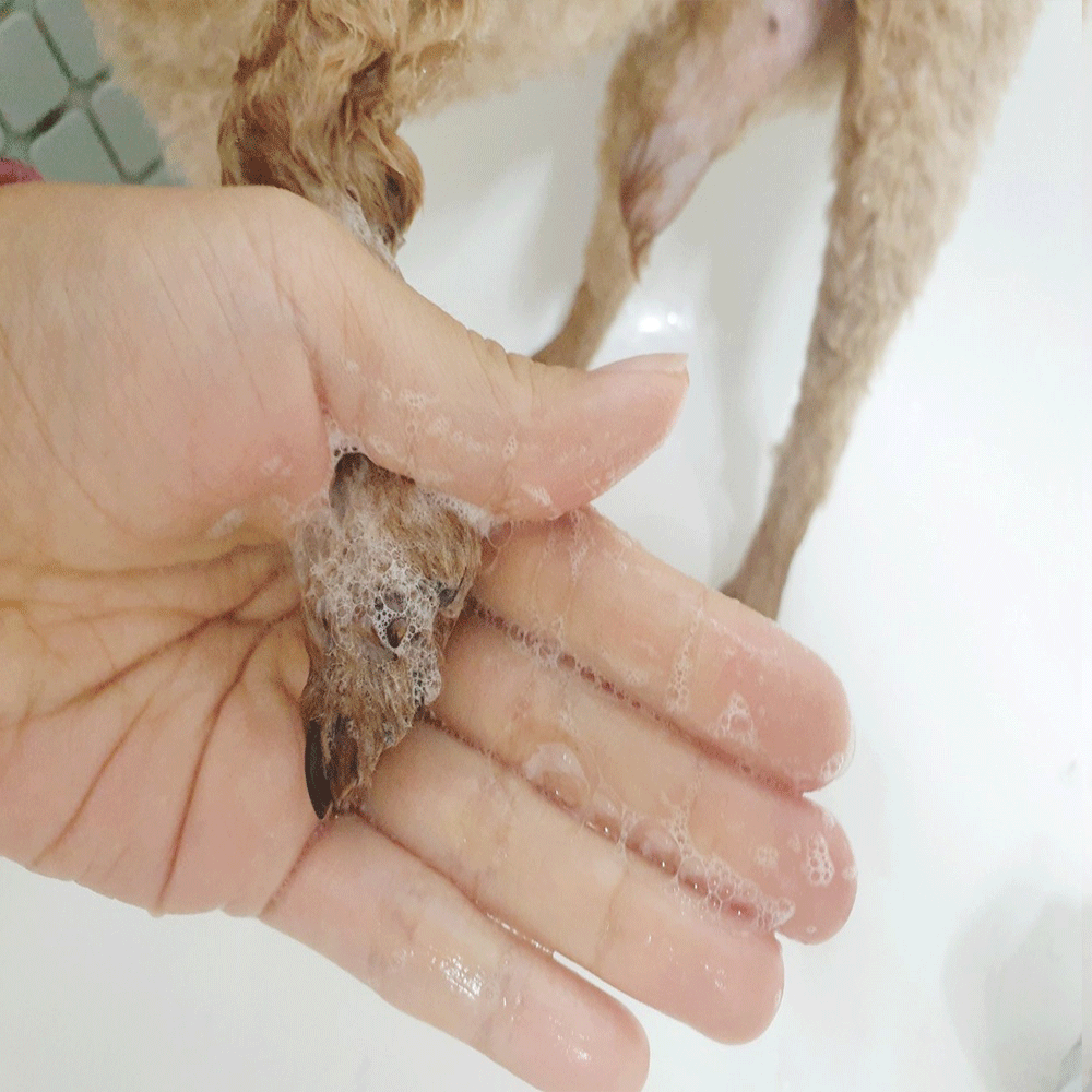 강아지샴푸 애견 반려견 올인원 펫 샴푸 300ml [기한행사25년11월08일] - 상세 이미지 4
