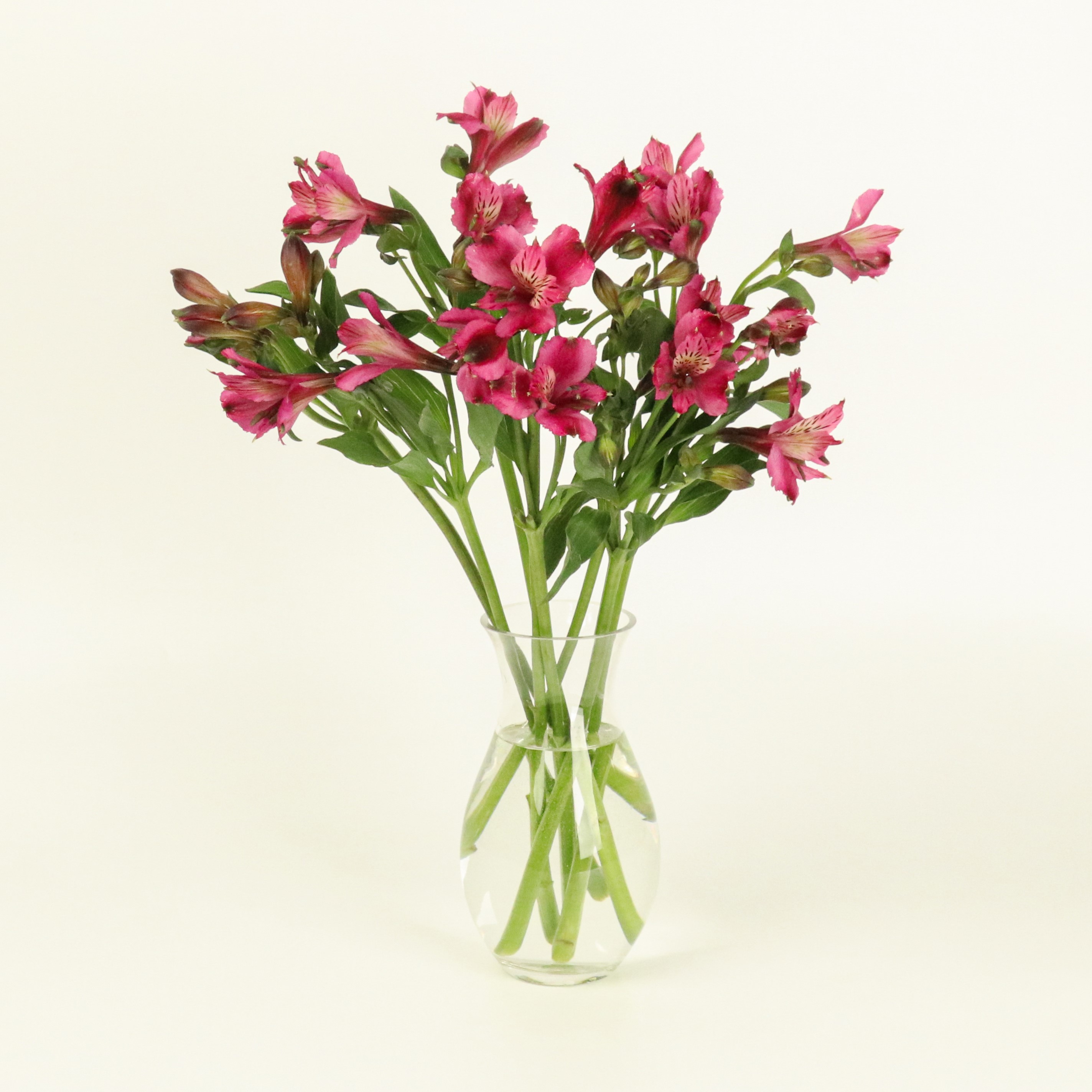 [선물하기 NO.1] 알스트로메리아(7colors) 생일 꽃다발 생화배송 꽃정기구독 제철꽃 졸업식선물 이미지 4