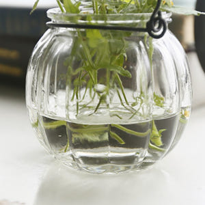 행잉 와이어 미니 글라스 유리 베이스 수경 테라리움 식물 공중 화병 꽃병 실사용 후기 | 효과 있을까? - 상품 이미지 4