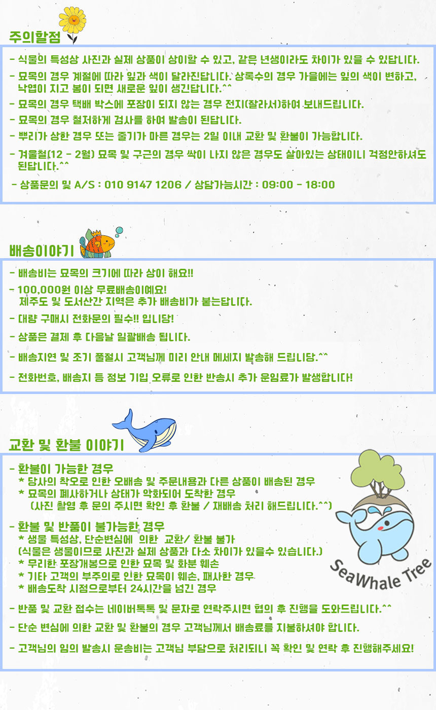 맥문동나무 맥문동숲길 꽃나무 맥문동묘목 100구 : 묘목,조경,인테리어 - 심폴