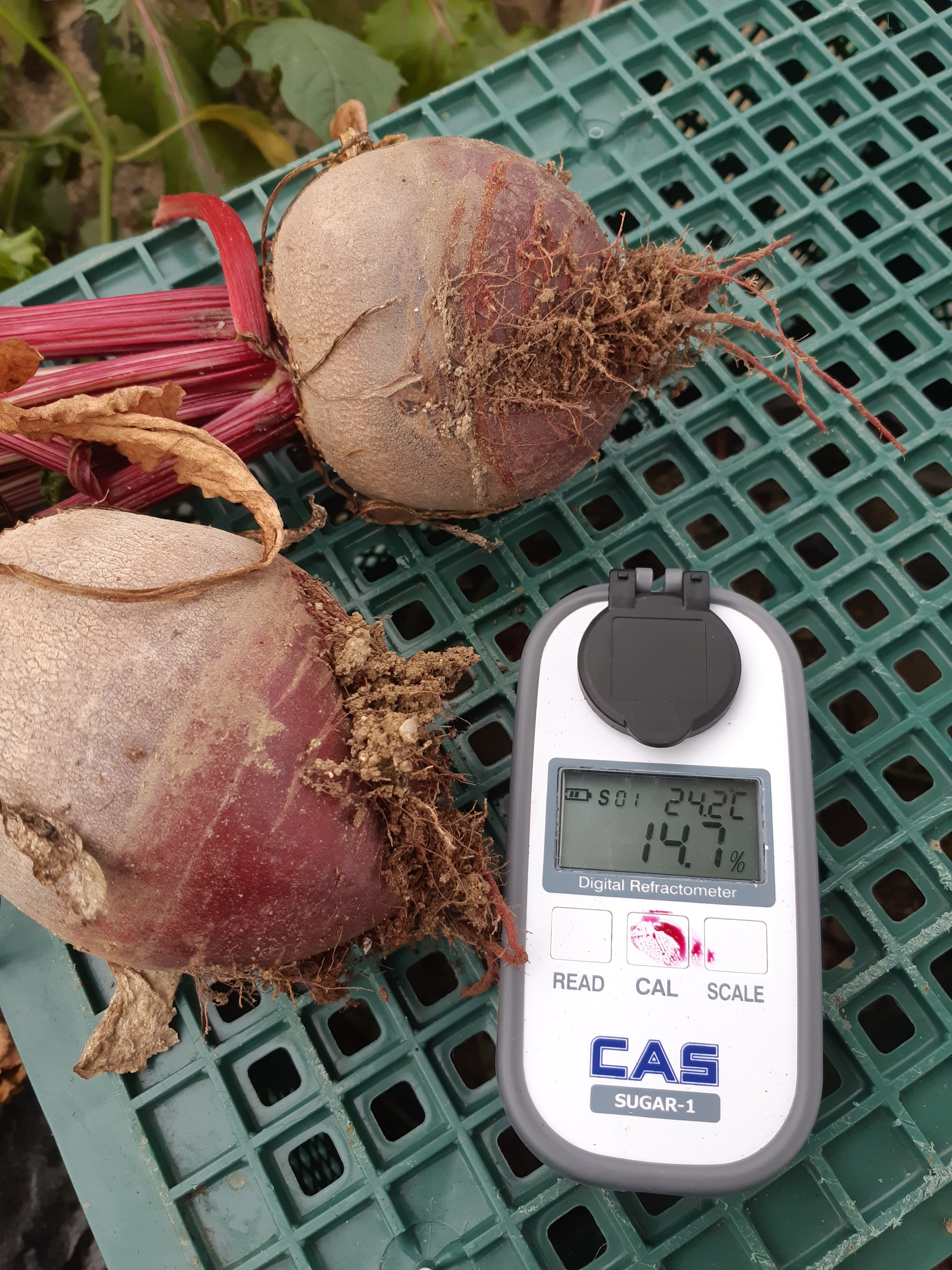 레드비트 생비트 혼합과 2kg, 1개 - 상세 이미지 3