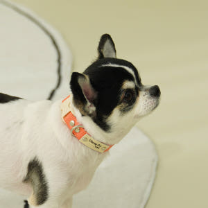 이름각인 순면 강아지 인식표 목줄 XS 솔직 후기 | 실제 사용자 리뷰 총정리 - 상품 이미지 3
