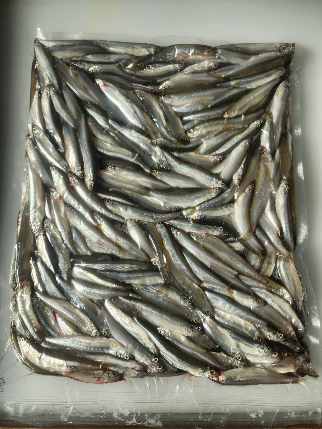 동부민물수산 빙어 국내 자연산 냉동 2kg - 상세 이미지 2