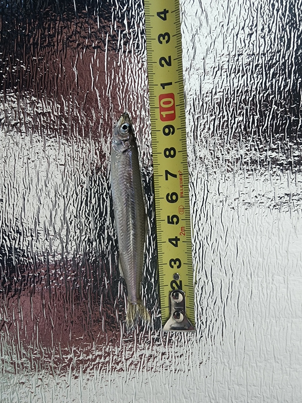 동부민물수산 빙어 국내 자연산 냉동 2kg - 상세 이미지 4