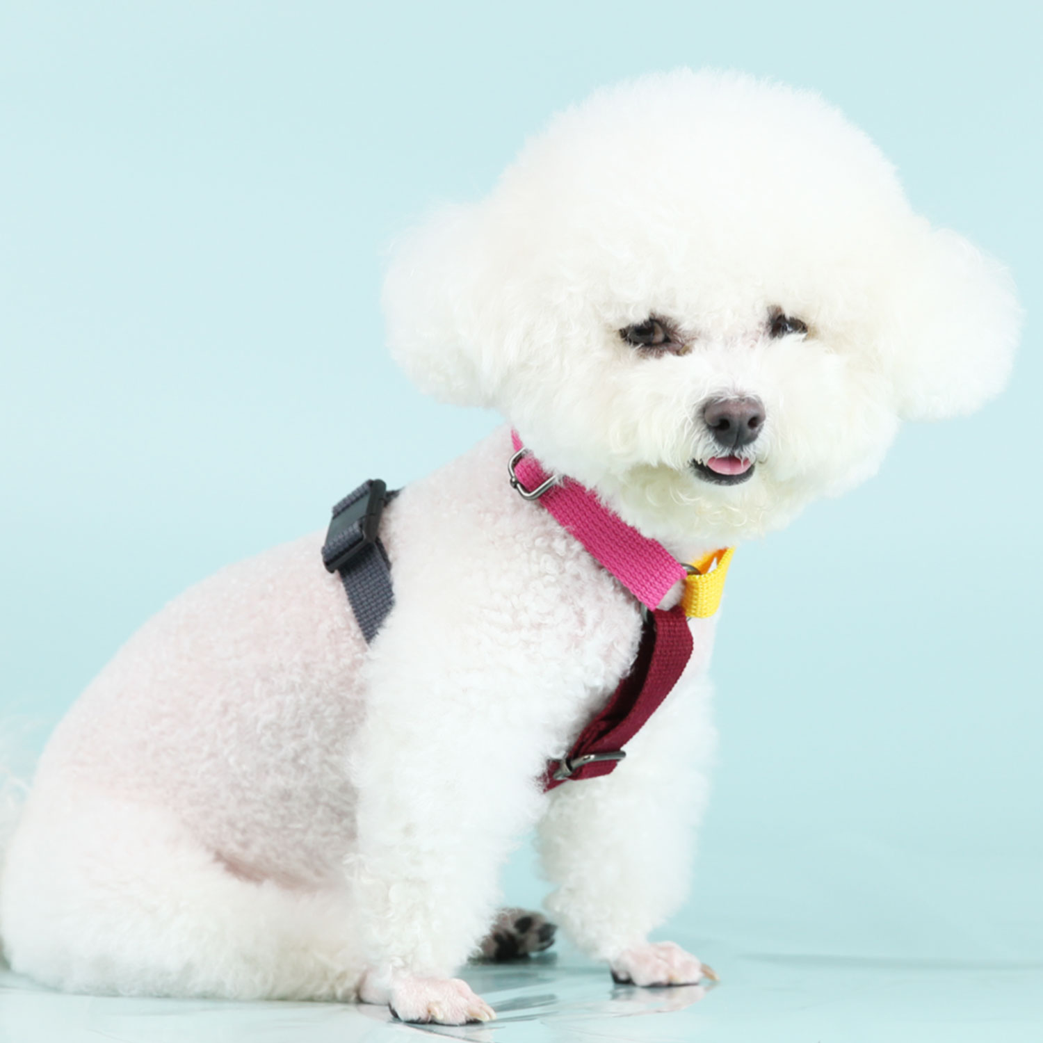 캔루 4색 믹스컬러 H형 자석 버클 하네스 앞섬방지 강아지 - 상세 이미지 5
