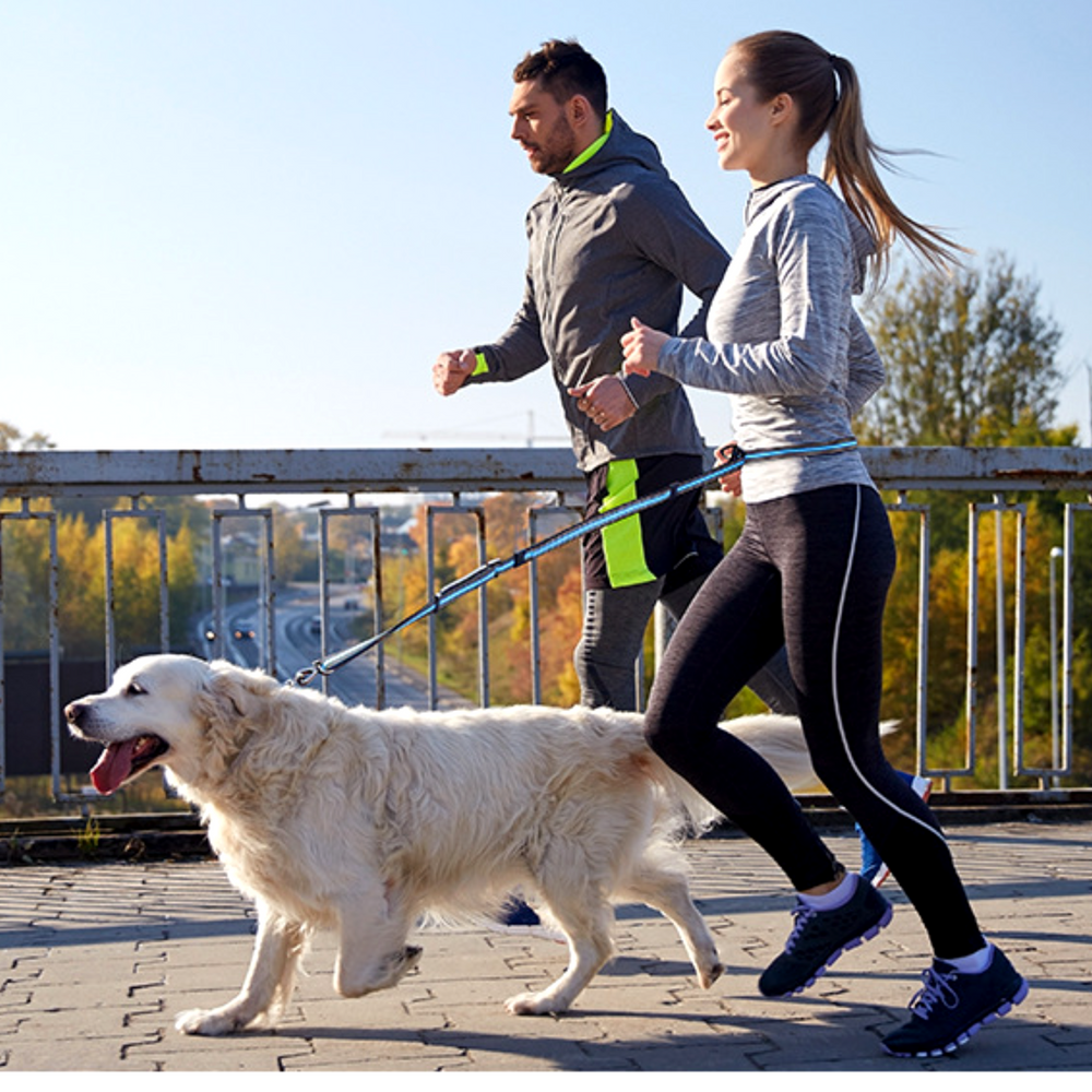 퍼플펫 강아지 핸즈프리 리드줄 산책줄 소형견 중형견 대형견 리드줄 2.1M