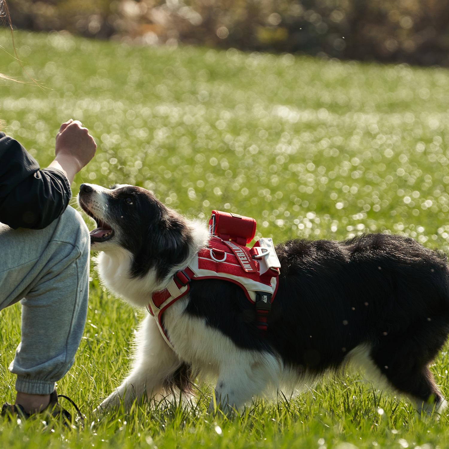 인터라켄 투톤 커스텀 강아지 하네스 소형견 앞섬방지 앞고리 가슴줄 XXS