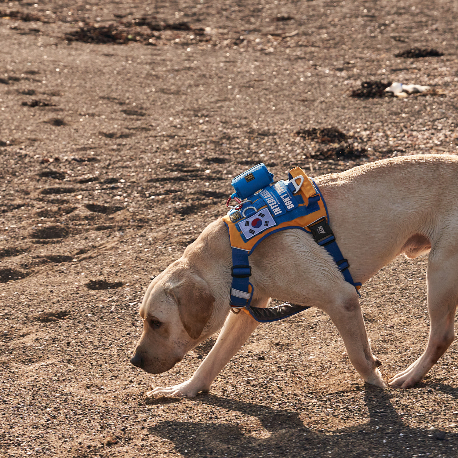 인터라켄 투톤 커스텀 강아지 하네스 소형견 앞섬방지 앞고리 가슴줄 XXS