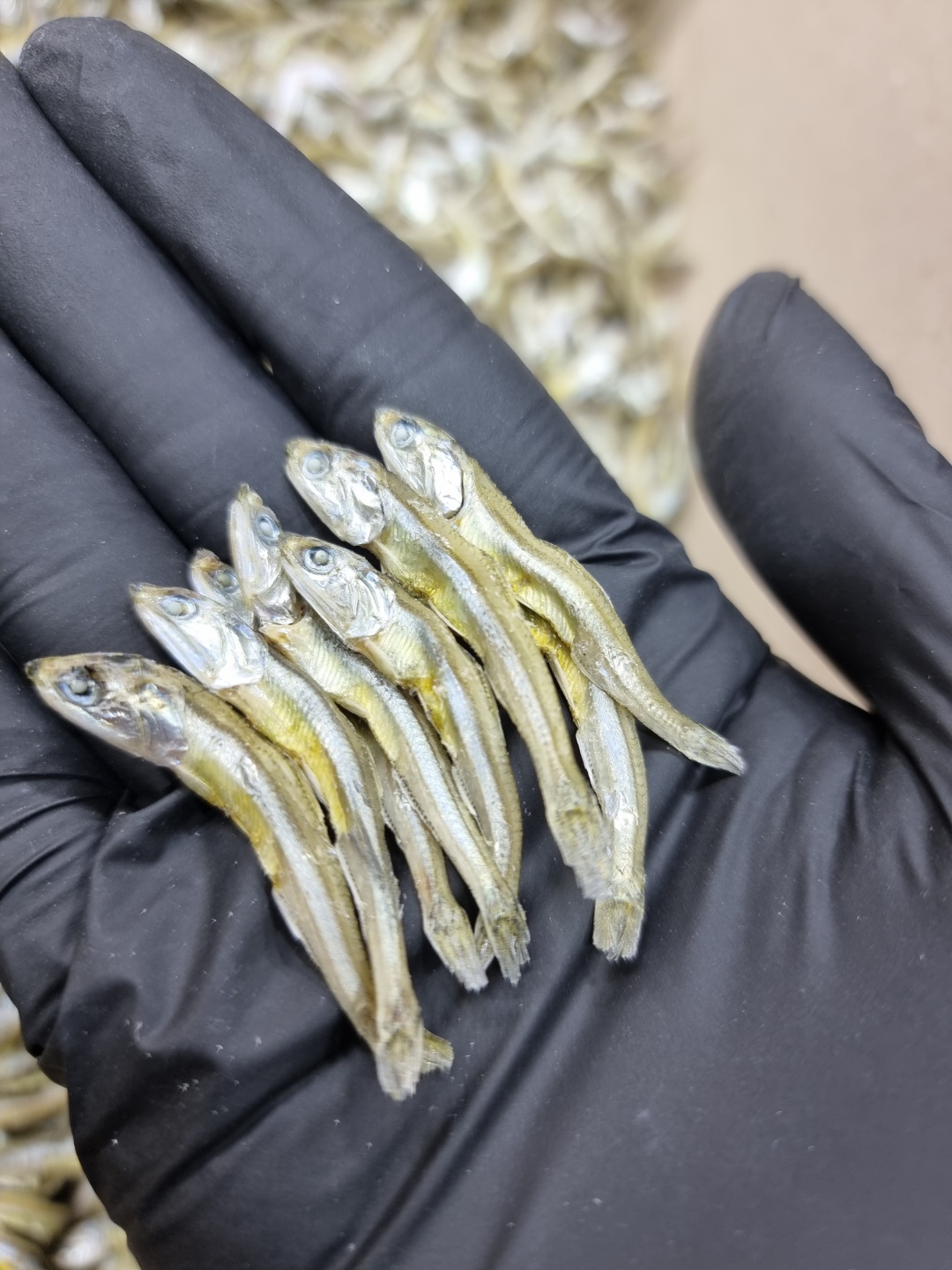 (엄마멸치) 국산 남해안 볶음용 가이리멸치 소멸치 1.5kg, 1개 - 상세 이미지 5