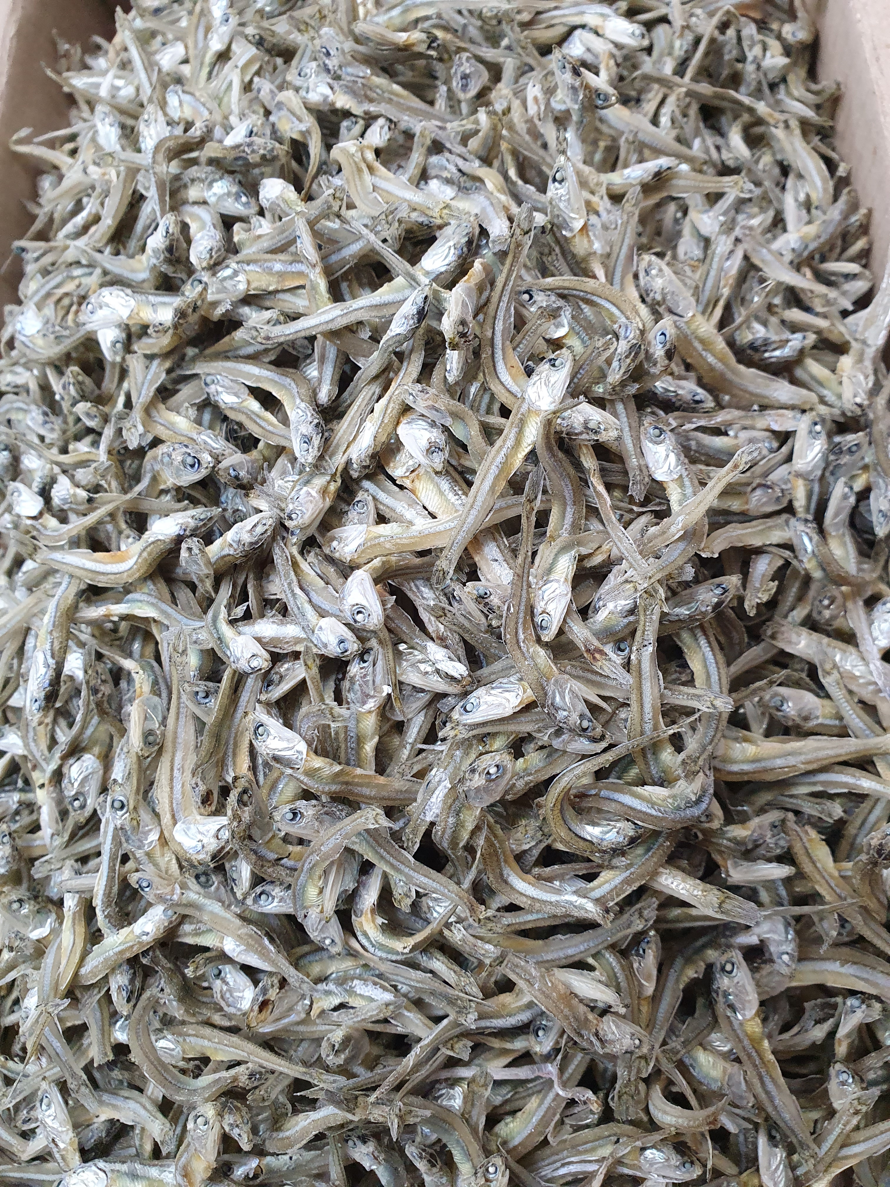 (엄마멸치) 국산 남해안 볶음용 가이리멸치 소멸치 1.5kg, 1개 - 상세 이미지 3