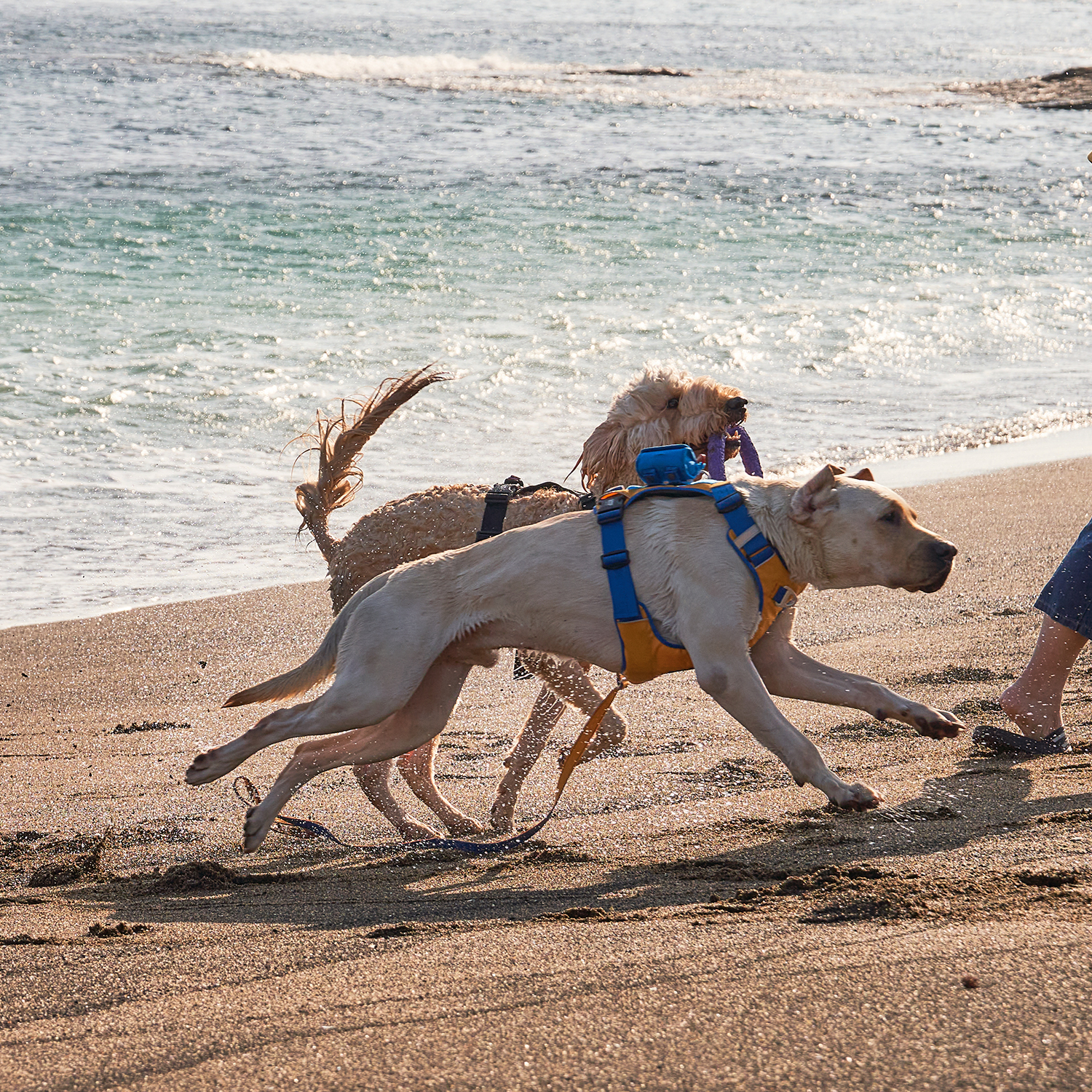 인터라켄 투톤 커스텀 강아지 하네스 소형견 앞섬방지 앞고리 가슴줄 XXS