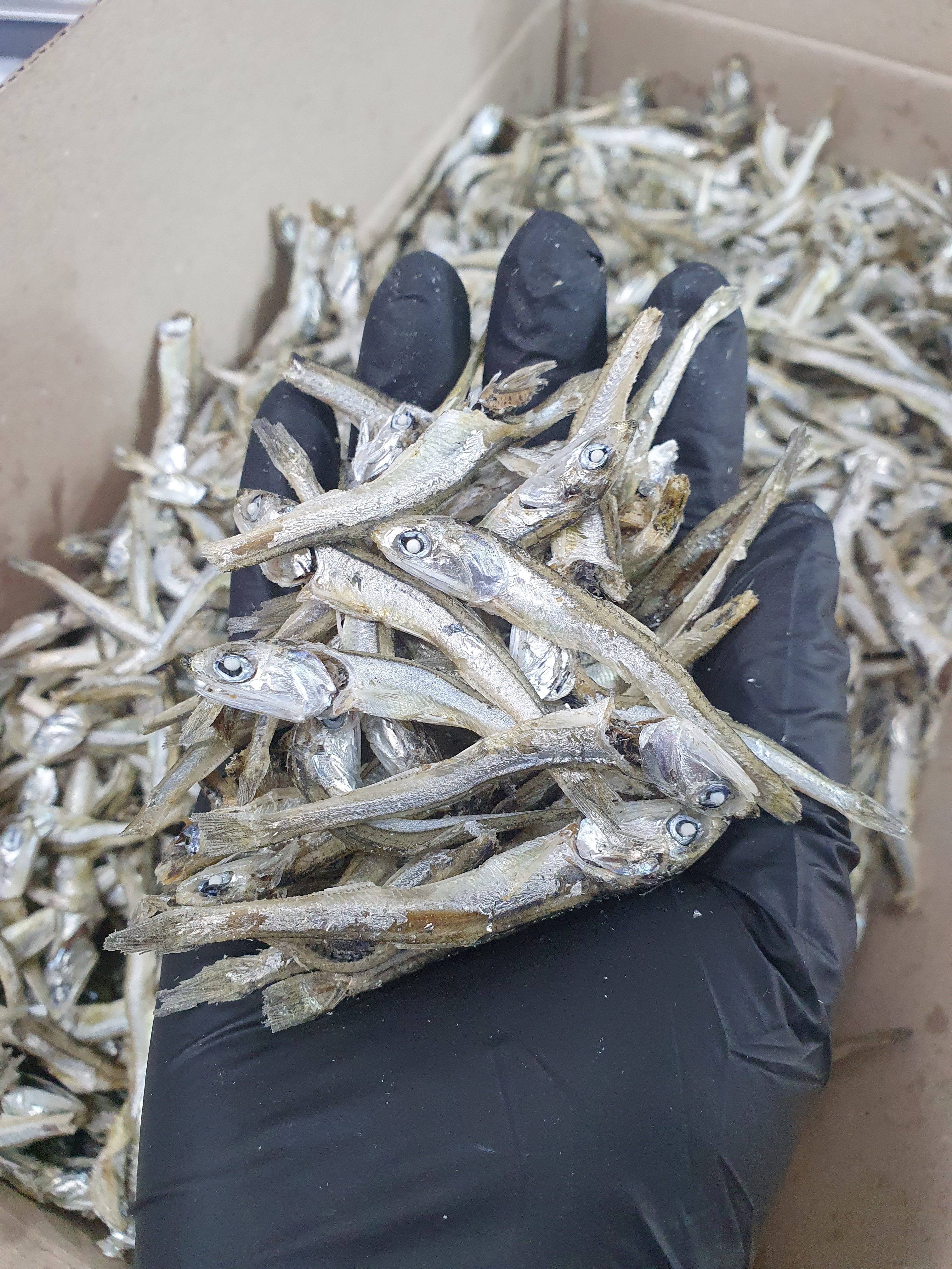 (엄마멸치) 국산 남해안 고추장 찍어먹는 고바멸치 300g, 1개 - 상세 이미지 2