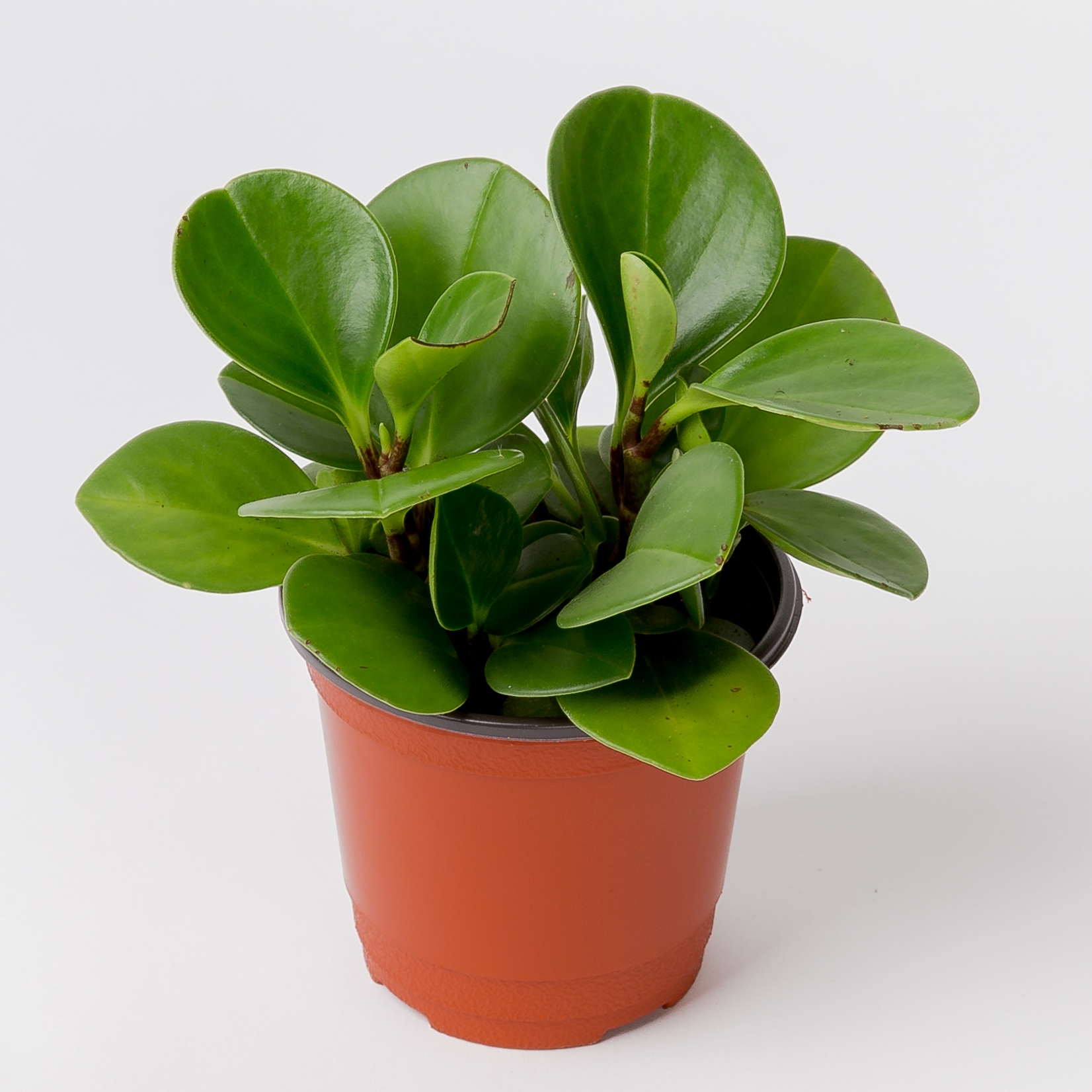 피플랜트 청페페 전자파차단식물 실사용 후기 | 효과 있을까? - 대표 이미지