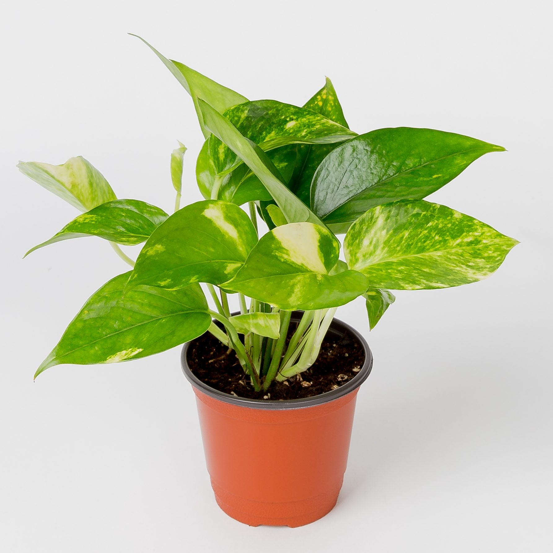 피플랜트 스킨답서스 빛이없어도잘크는식물