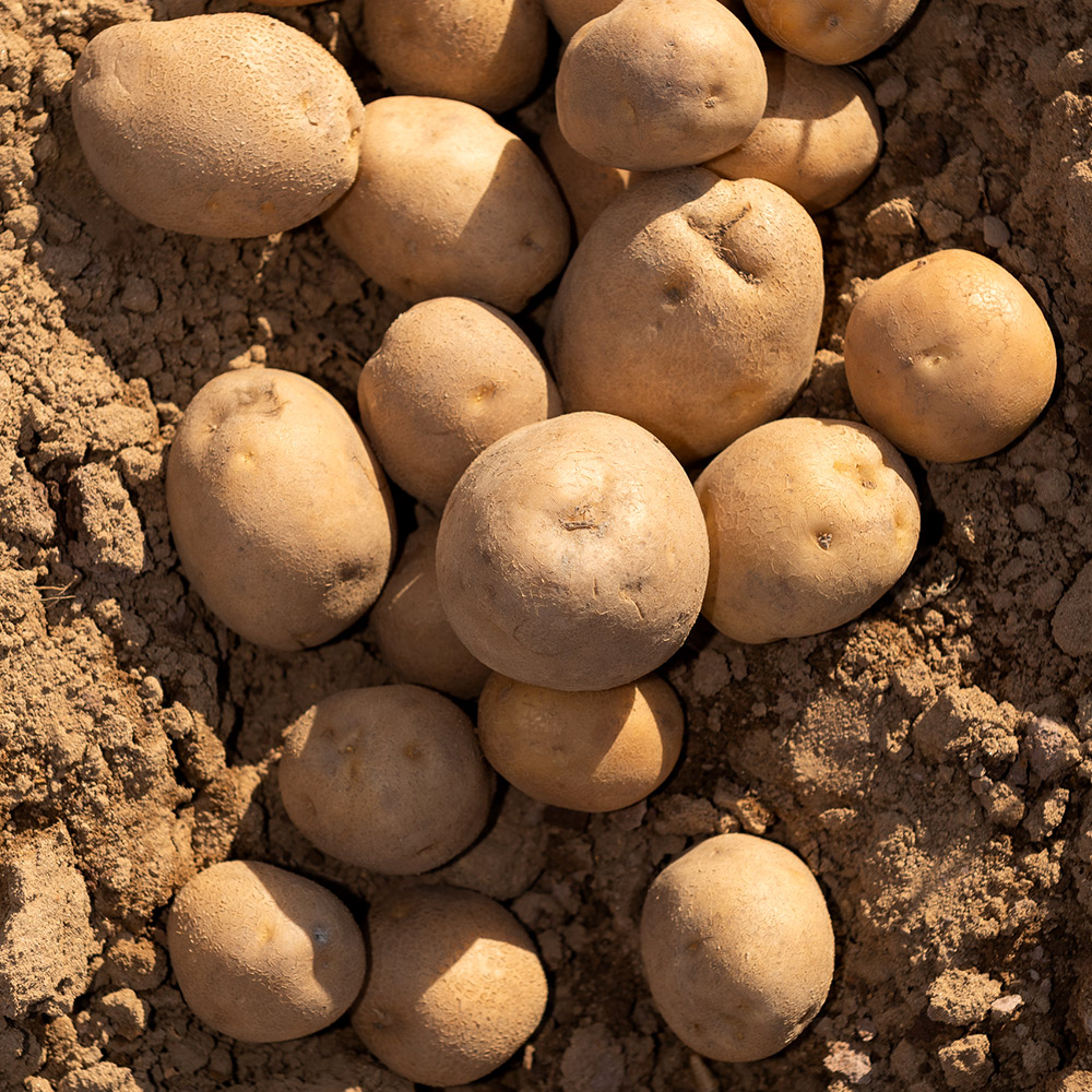 제철 햇 감자 수미 3kg 5kg 국내산