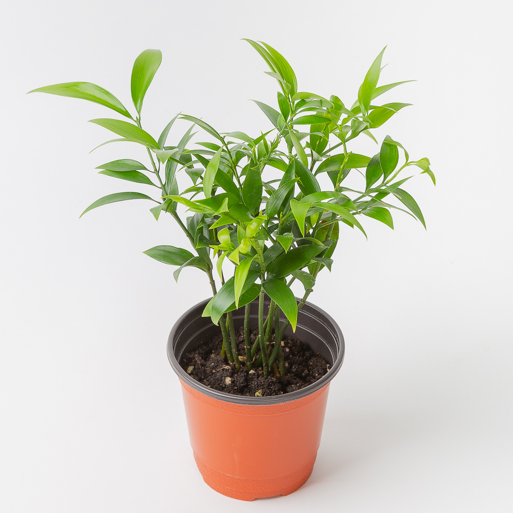 죽백나무 키우기쉬운 공기정화식물 반려 식물 플랜테리어 제품 이미지