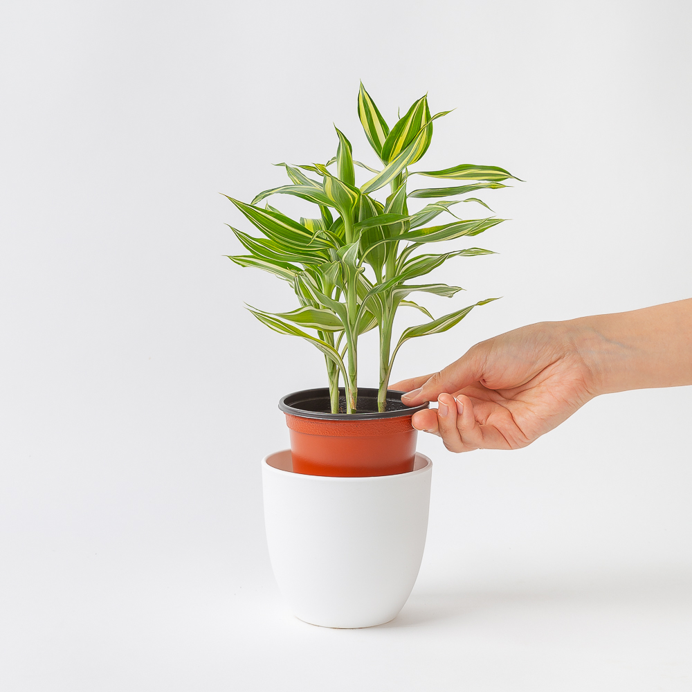 산데리아나 빅토리아 키우기쉬운 공기정화식물 반려 식물 플랜테리어 이미지 3