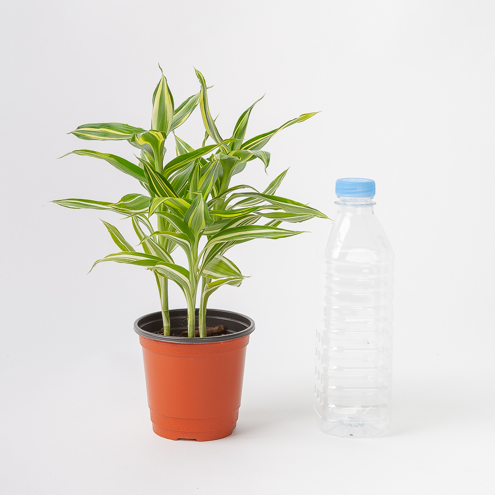 산데리아나 빅토리아 키우기쉬운 공기정화식물 반려 식물 플랜테리어 이미지 4