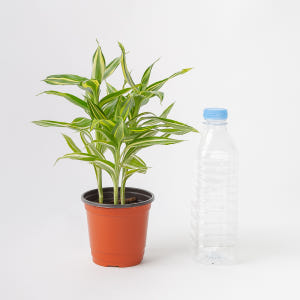 산데리아나 빅토리아 키우기쉬운 공기정화식물 반려 식물 플랜테리어 실사용 후기 | 효과 있을까? - 상품 이미지 4