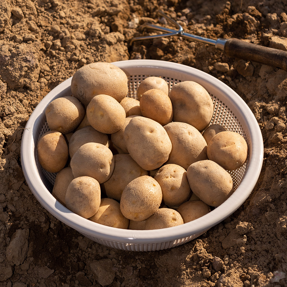 제철 햇 감자 수미 3kg 5kg 국내산