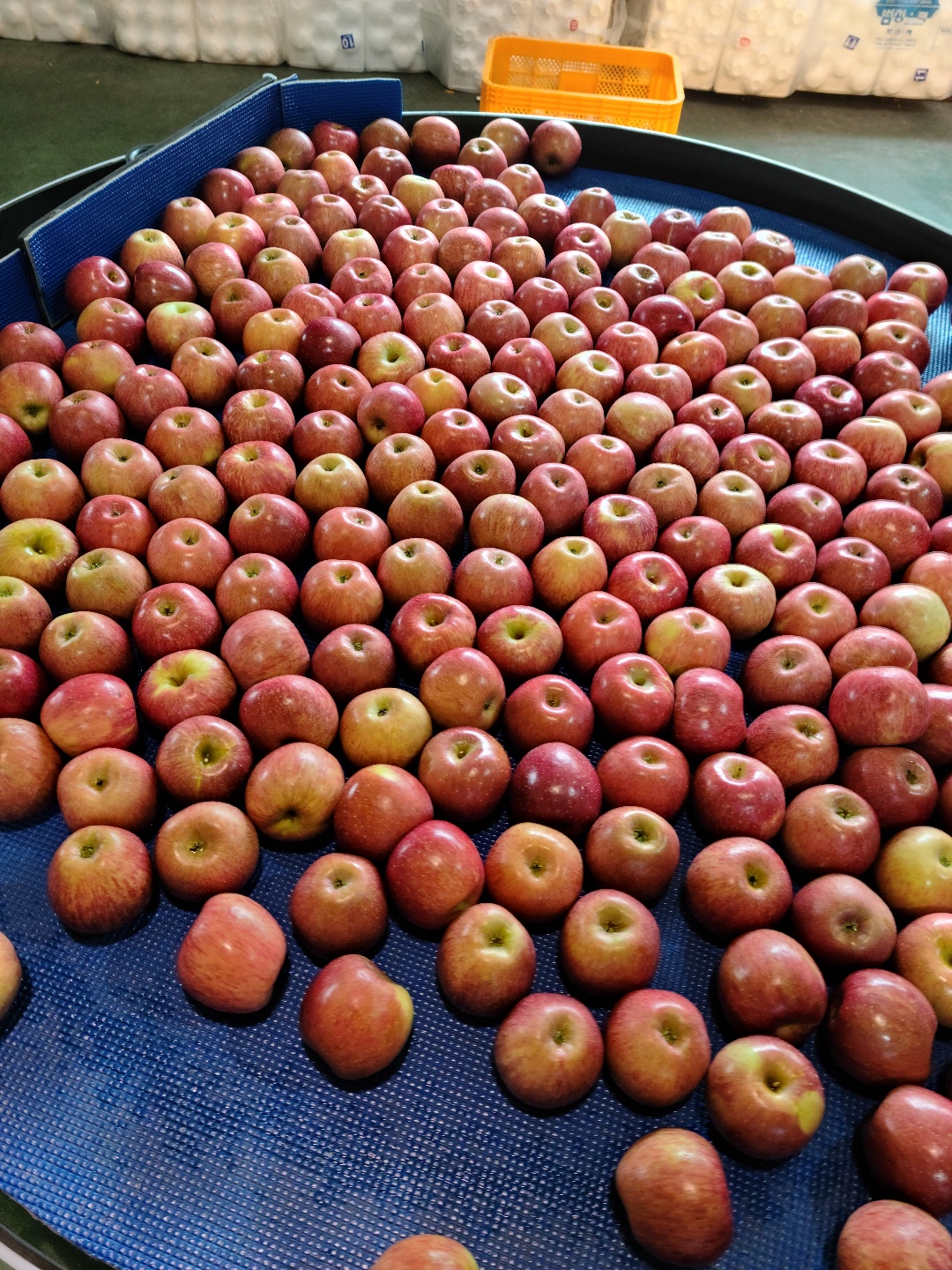 세척사과 포장사과 소과 신선마켓 2kg, 1개 이미지 6