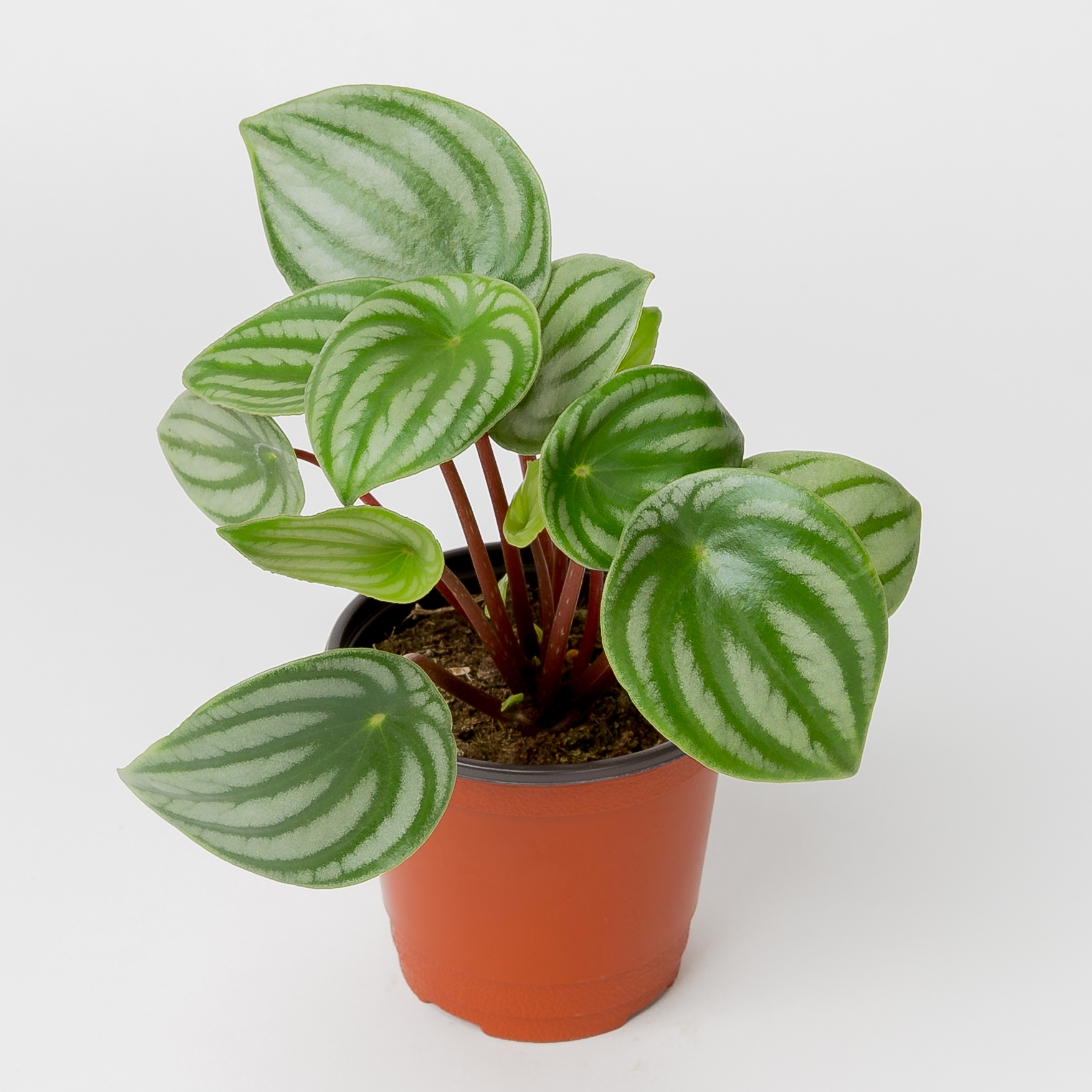 수박페페 키우기쉬운 반려식물 인테리어 음지 플랜테리어