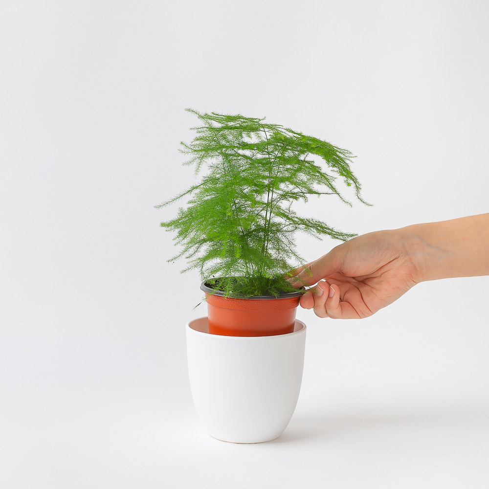 아스파라거스 나누스 키우기쉬운 공기정화식물 반려 식물 플랜테리어