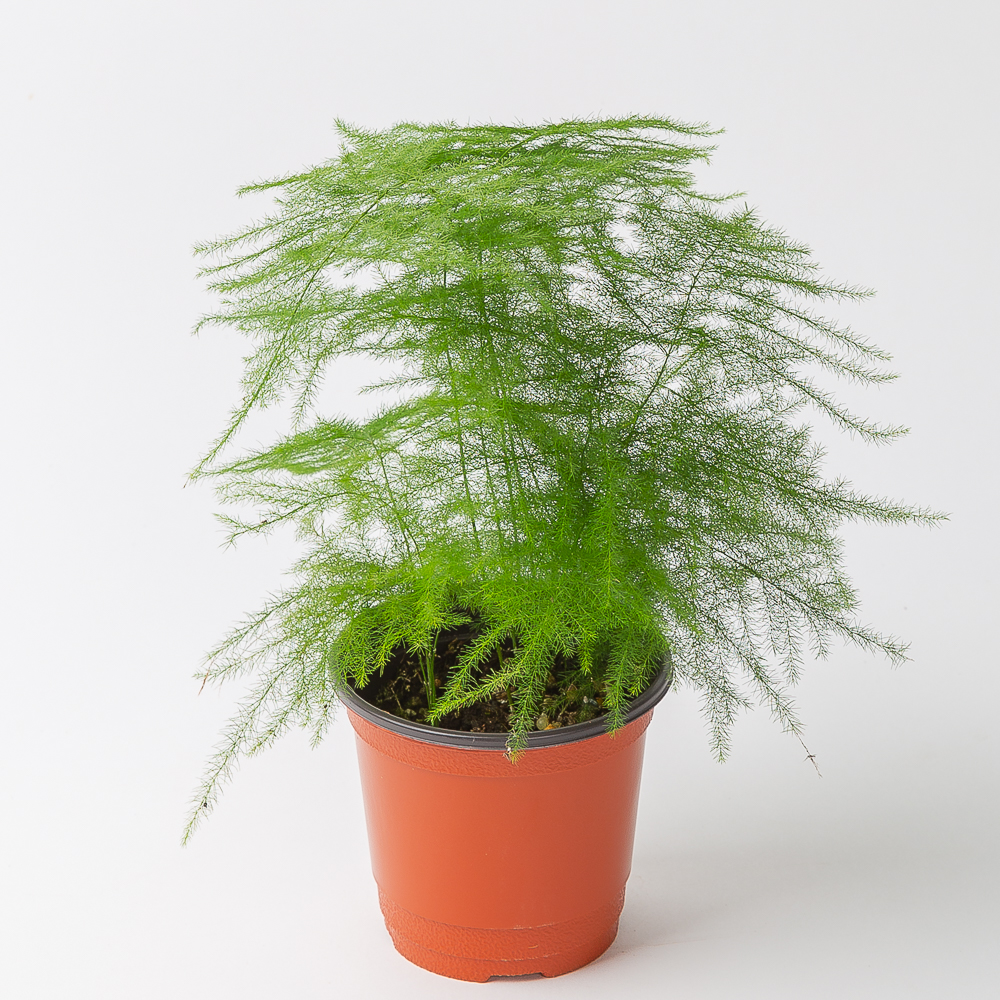 아스파라거스 나누스 키우기쉬운 공기정화식물 반려 식물 플랜테리어