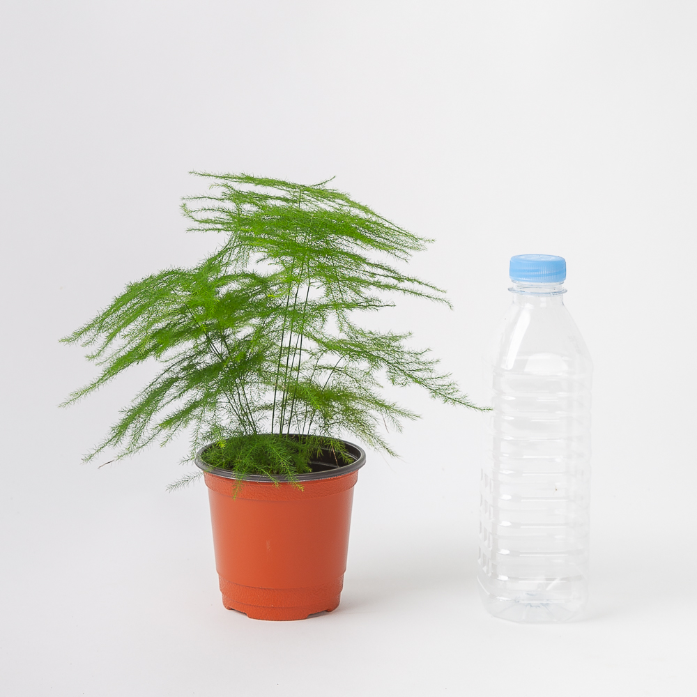 아스파라거스 나누스 키우기쉬운 공기정화식물 반려 식물 플랜테리어