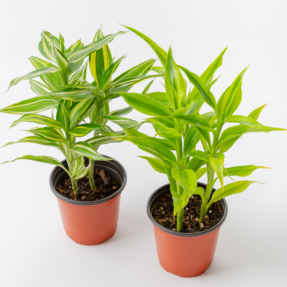 산데리아나 빅토리아 키우기쉬운 공기정화식물 반려 식물 플랜테리어 실사용 후기 | 효과 있을까? - 대표 이미지