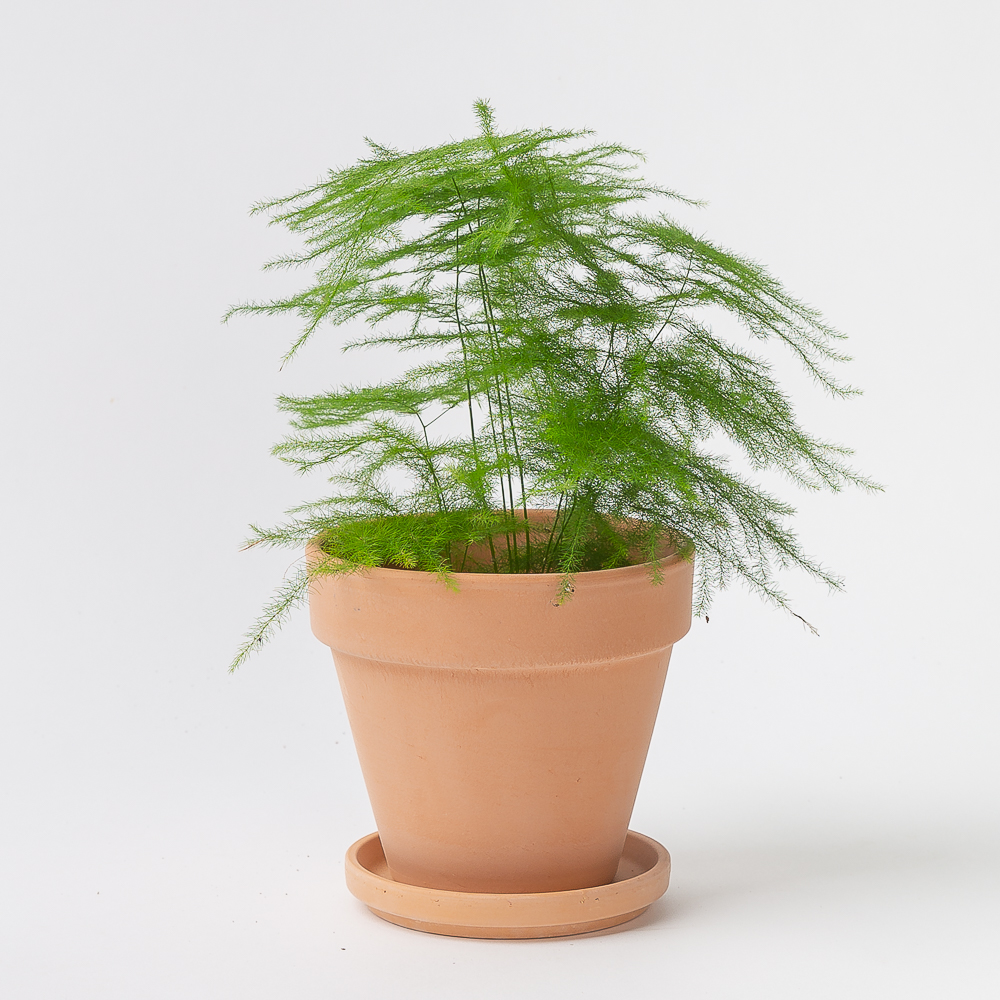 아스파라거스 나누스 키우기쉬운 공기정화식물 반려 식물 플랜테리어