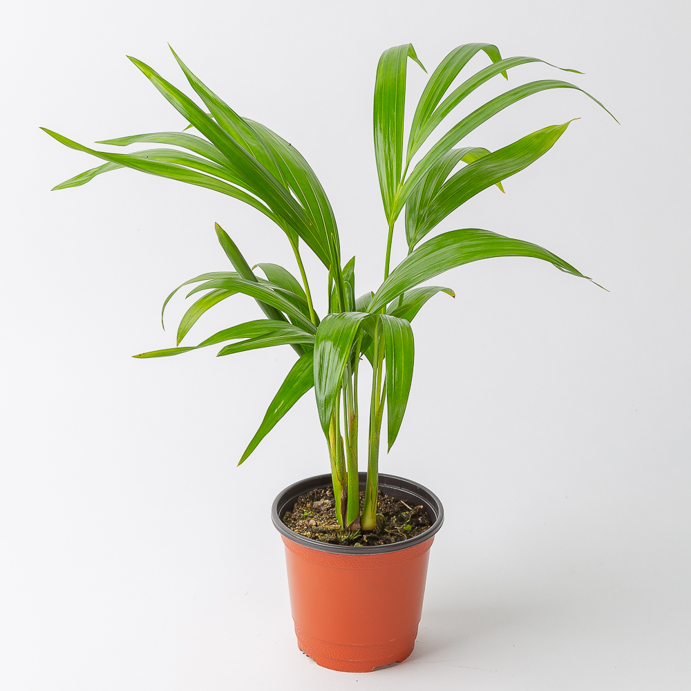 피플랜트 아레카야자 공기정화능력1위식물