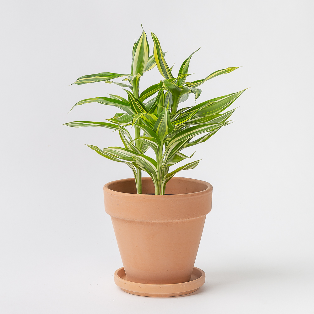 산데리아나 빅토리아 키우기쉬운 공기정화식물 반려 식물 플랜테리어 이미지 2