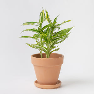 산데리아나 빅토리아 키우기쉬운 공기정화식물 반려 식물 플랜테리어 실사용 후기 | 효과 있을까? - 상품 이미지 2