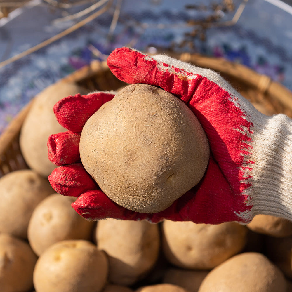 제철 햇 감자 수미 3kg