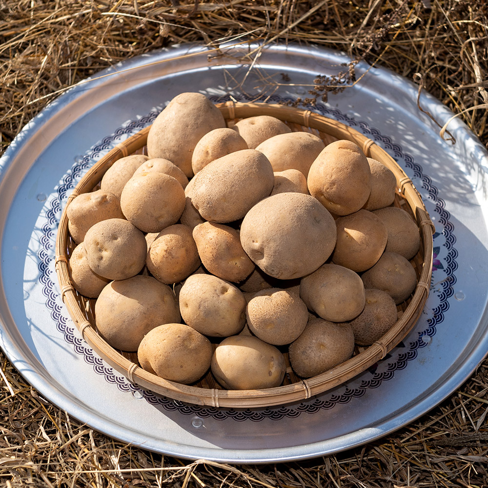 제철 햇 감자 수미 3kg 5kg 국내산