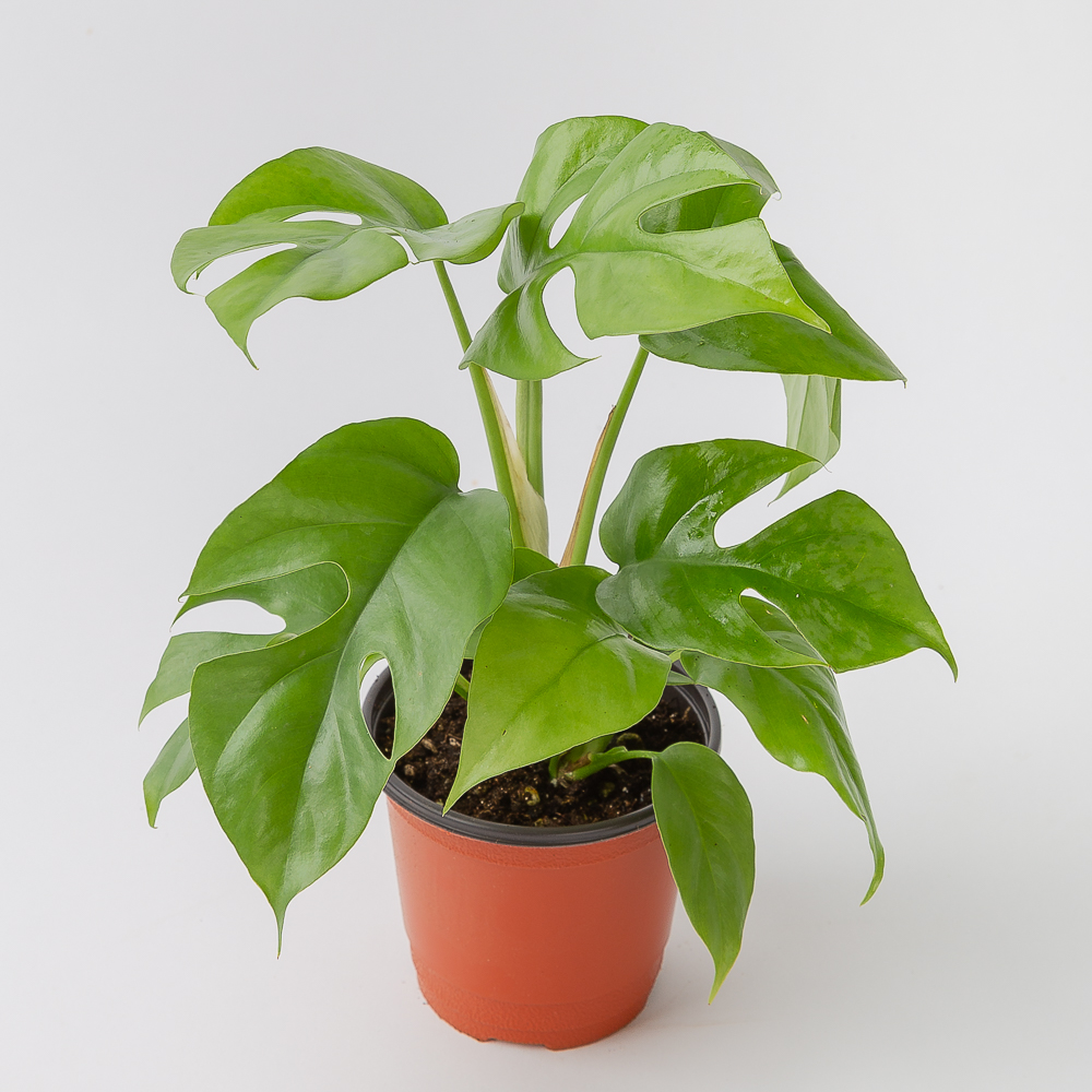 히메 몬스테라 키우기 쉬운 공기정화식물