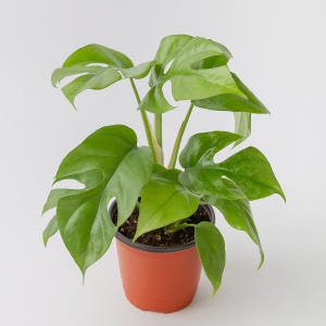 히메 몬스테라 키우기 쉬운 공기정화식물 실사용 후기 | 효과 있을까? - 상품 이미지 1