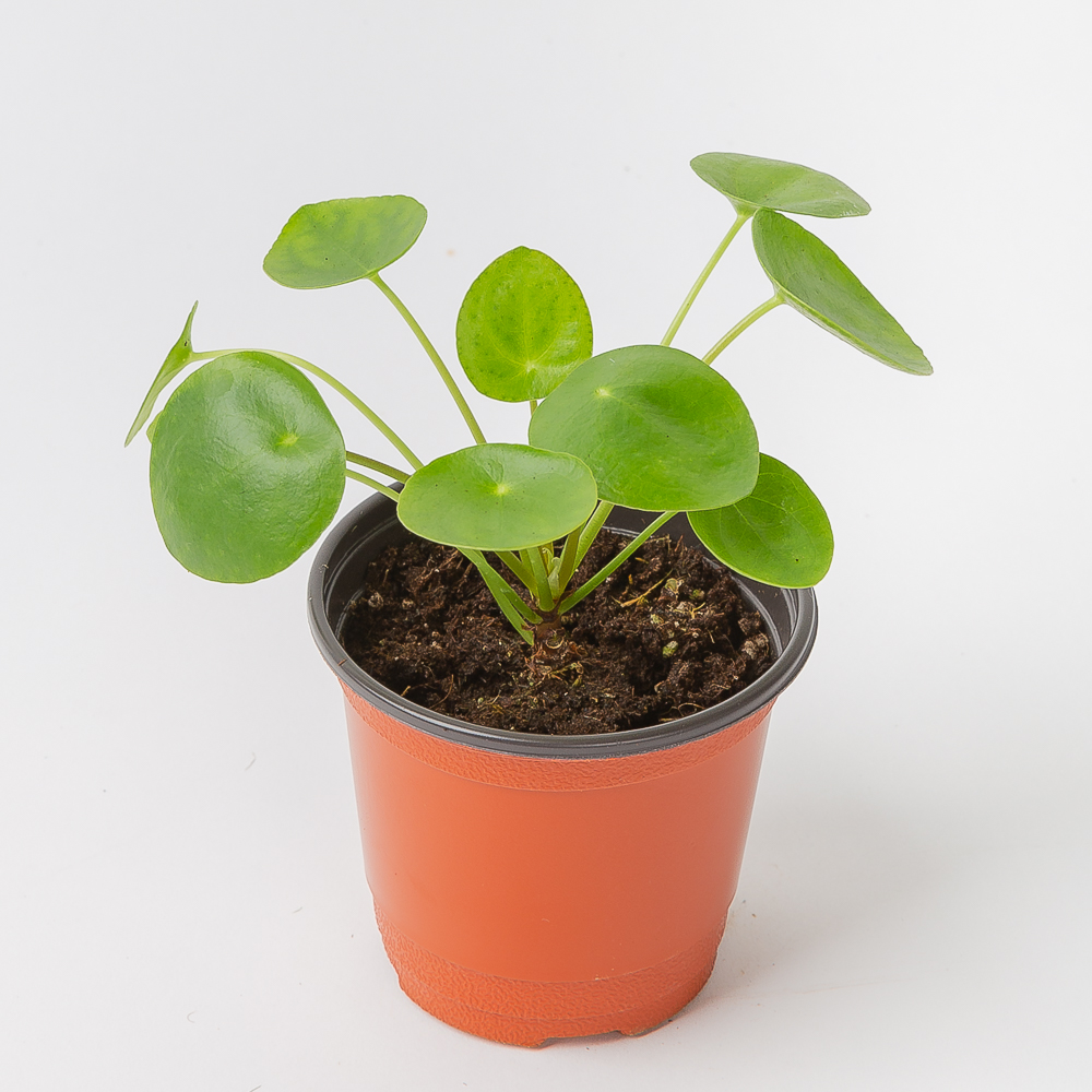 필레아페페 키우기 쉬운 공기정화식물 반려 식물 플랜테리어